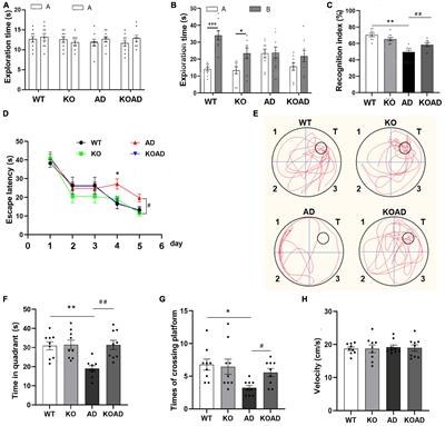 Neuroplastin 65 deficiency reduces amyloid plaque formation and cognitive deficits in an Alzheimer’s disease mouse model
